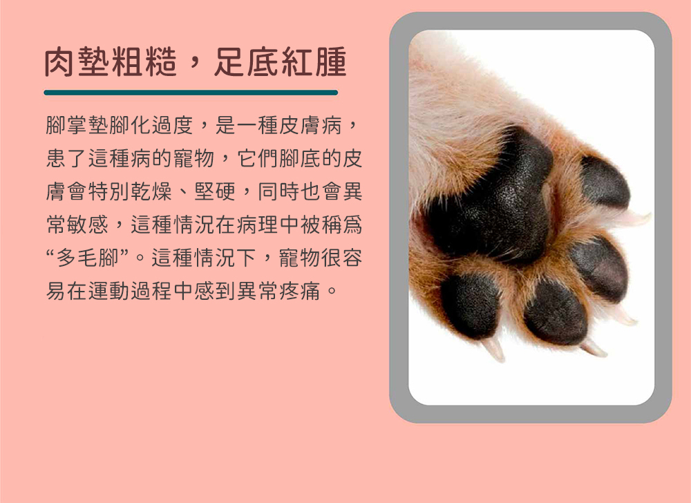 寵物腳掌化過度為寵物常見皮膚病